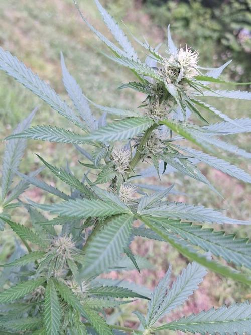 Loomins Auto Grow #3. Week 8 - Blackberry Kush Auto 