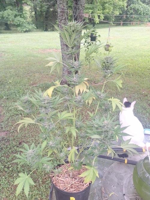 Loomins Auto Grow #2. Week 10 - Papaya Breath Auto 