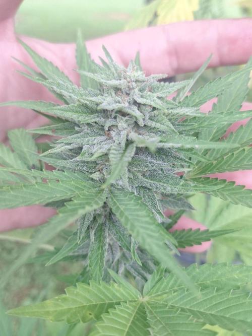 Loomins Auto Grow #2. Week 10 - Papaya Breath Auto 