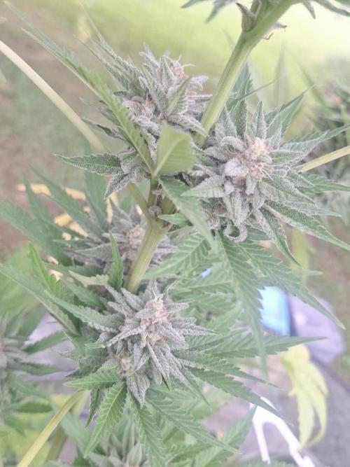 Loomins Auto Grow #2. Week 10 - Papaya Breath Auto 
