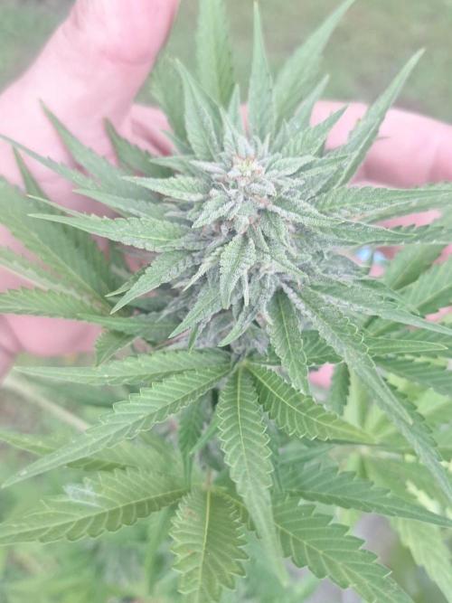 Loomins Auto Grow #2. Week 10 - Papaya Breath Auto 