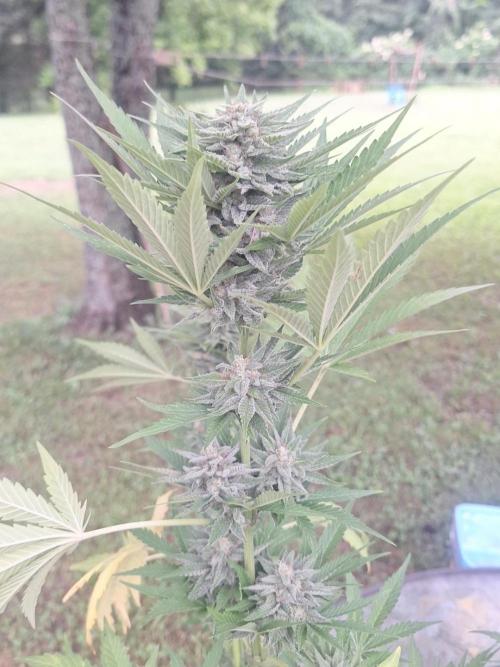 Loomins Auto Grow #2. Week 10 - Papaya Breath Auto 