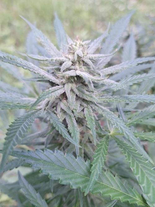 Loomins Auto Grow. Week 10 - Power Plant Auto (coco)