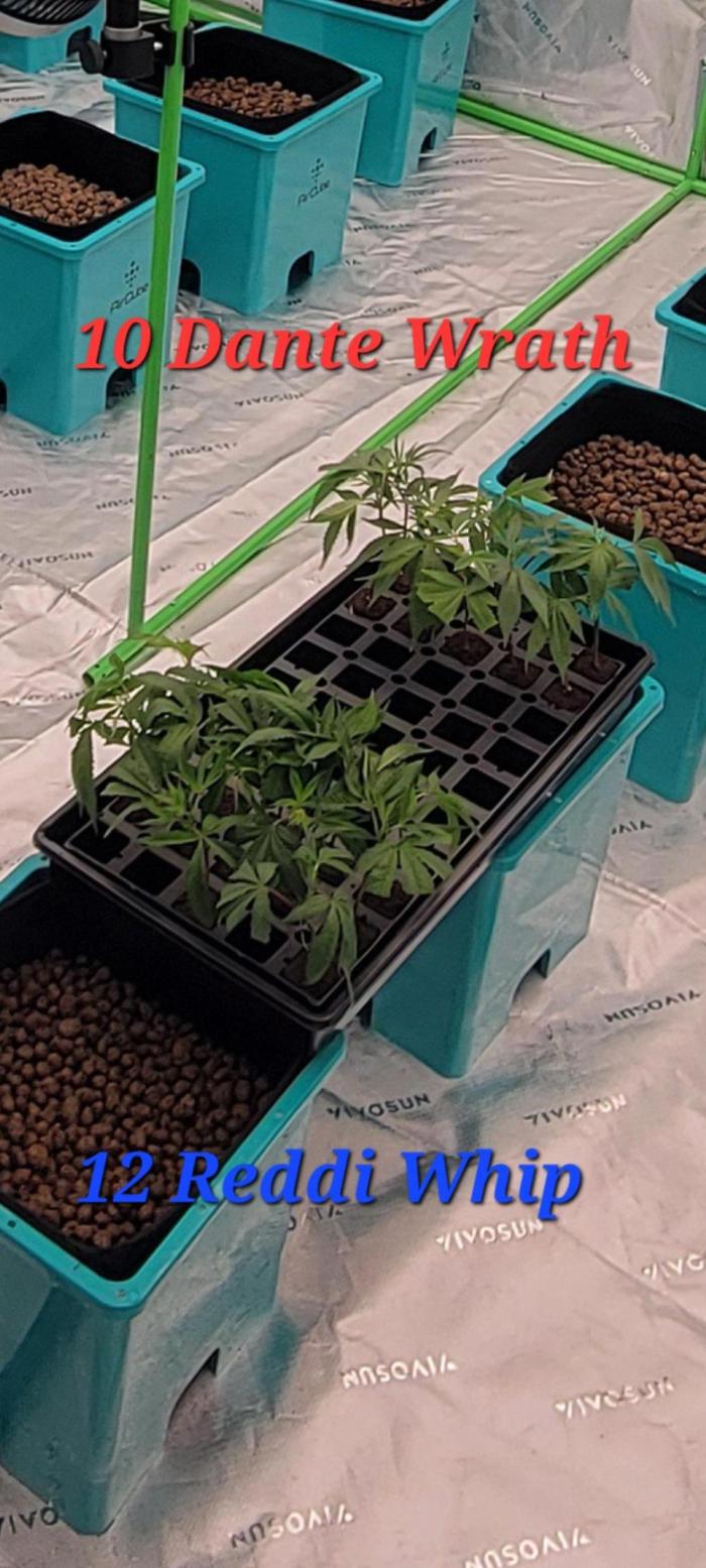 First run in new setup. Week 0 - Started from clones barley rooted roo riot sponge 
