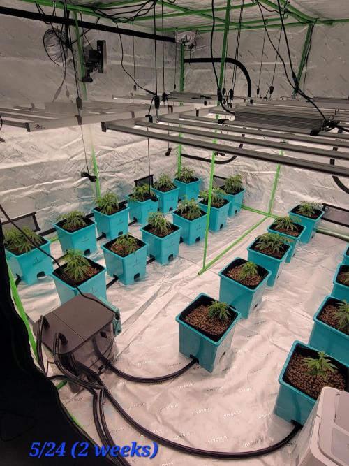 First run in new setup. Week 3 - End week 2