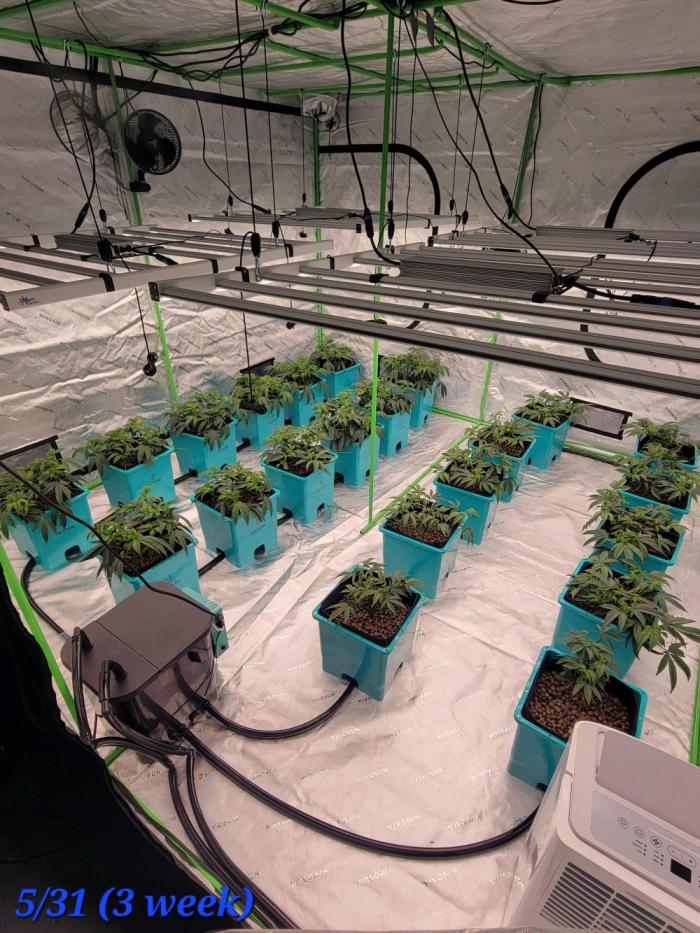 First run in new setup. Week 4 - Heavy lst with coated wire half way thru the week. Lowered hight from 14" to 9.