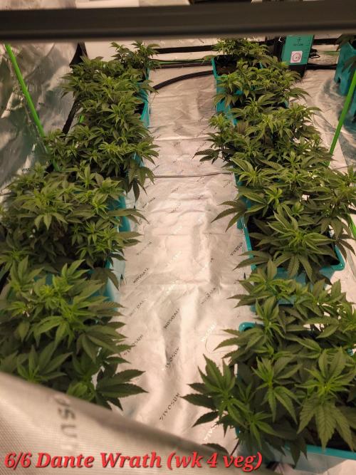 First run in new setup. Week 5 - End of 4 wks