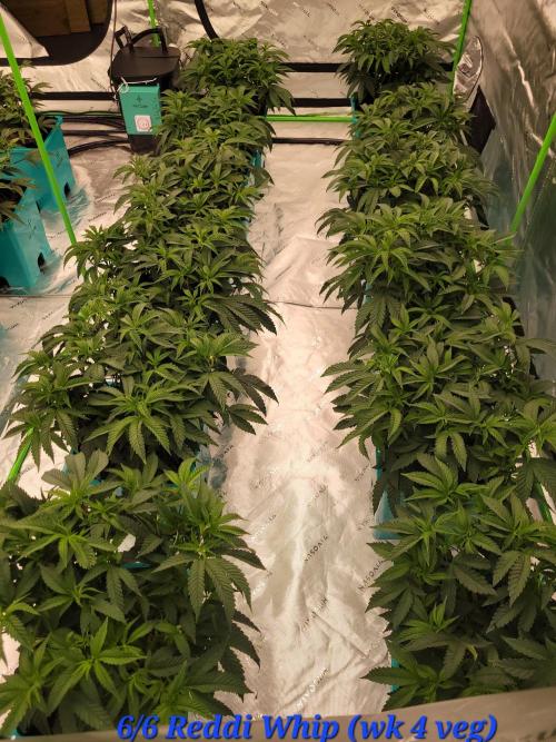 First run in new setup. Week 5 - End of 4 weeks