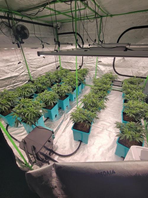 First run in new setup. Week 5 - 3 days after heavy defoliate and lst sesh... flipped at 18" wish me luck
