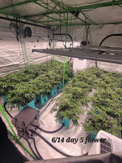 First run in new setup. Week 6 - 5th day of flower