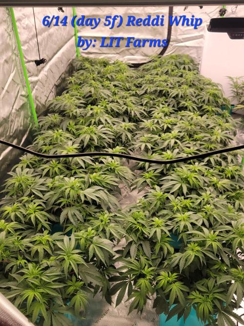 First run in new setup. Week 6 - Nice full canopy 5th day of flower... let's go!!
Reddi whip by LIT farms