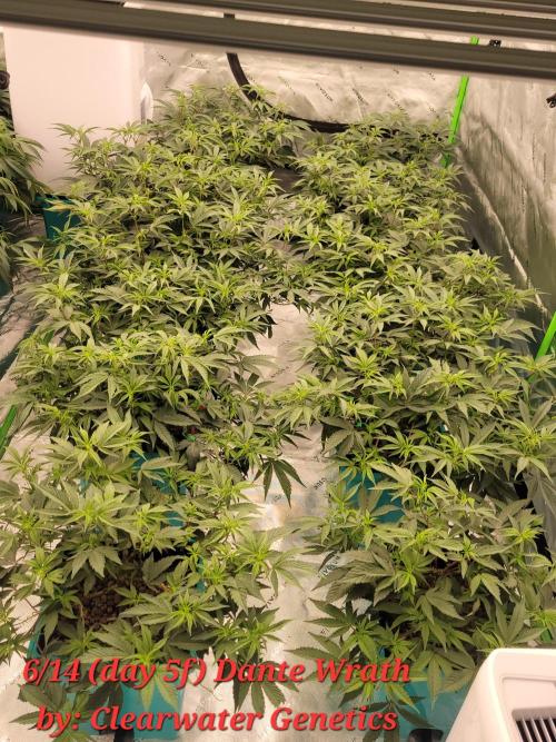 First run in new setup. Week 6 - Needs some canopy work. Dante wrath by clearwater genetics 