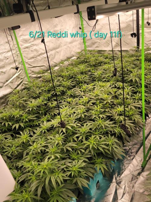 First run in new setup. Week 7 - 12 reddi whip not showing preflower sites yet