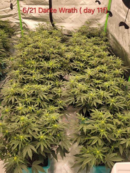 First run in new setup. Week 7 - 10 dante wrath preflower on day 8