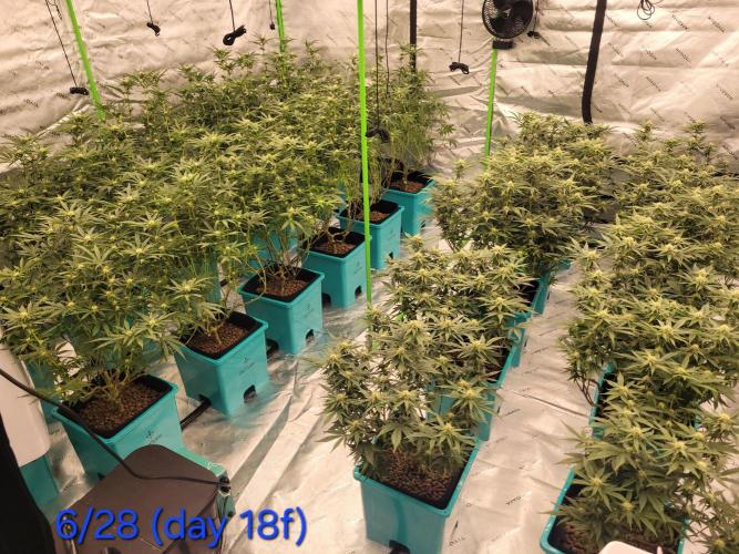 First run in new setup. Week 8 - Day 18 flower whole room after defoliation.