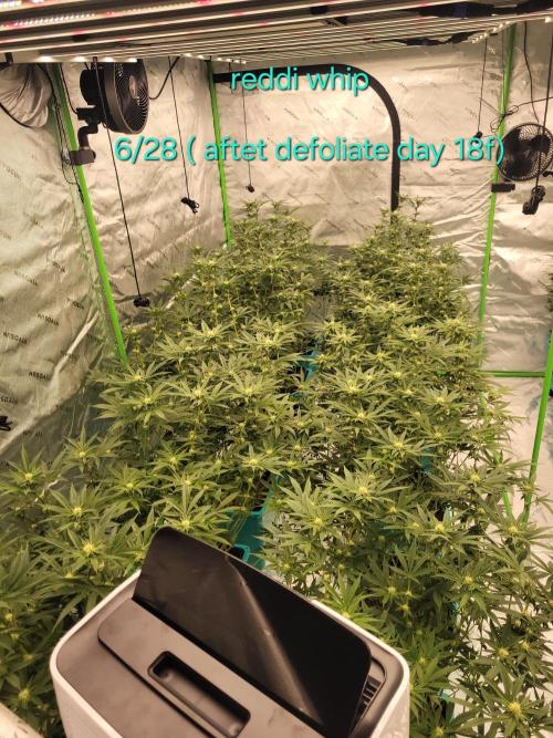 First run in new setup. Week 8 - Reddi whip after defoliation 