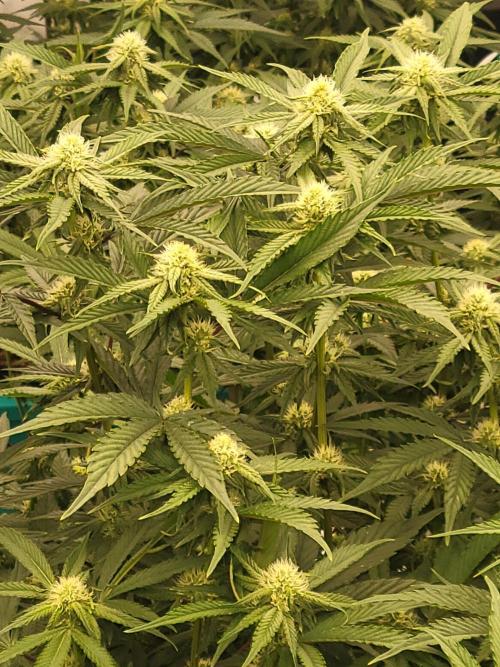 First run in new setup. Week 8 - Reddi whip nugs