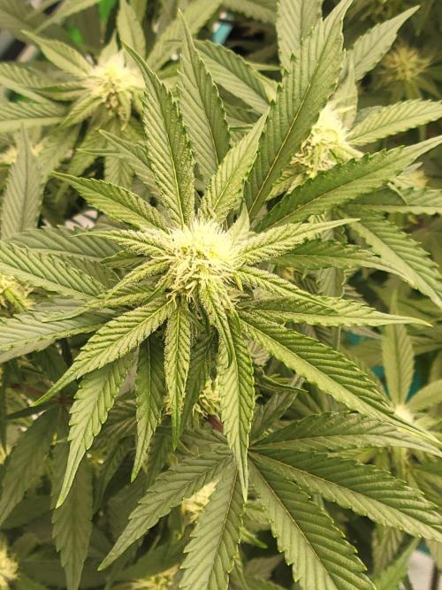 First run in new setup. Week 8 - Dante wrath nug