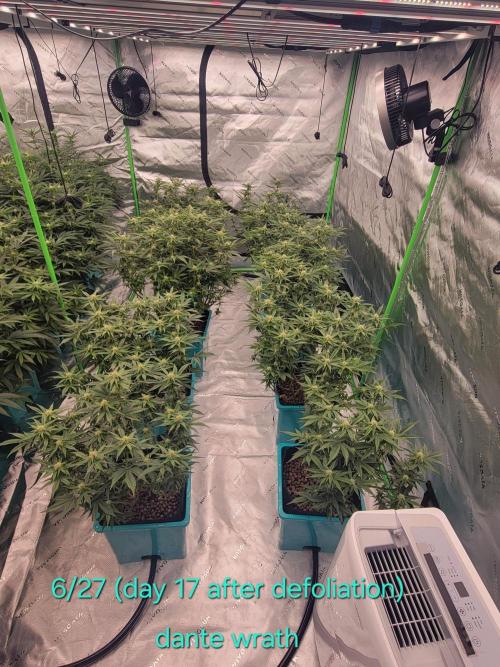 First run in new setup. Week 8 - Dante wrath after defoliation 