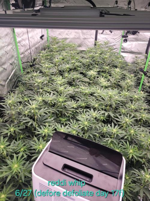 First run in new setup. Week 8 - Reddi whip before defoliation 