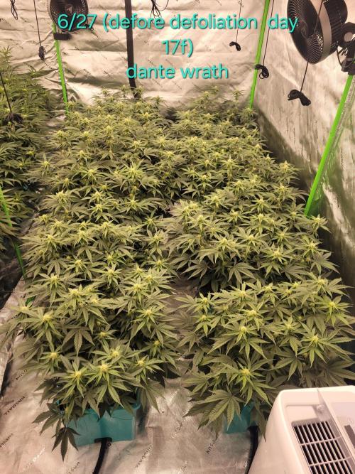 First run in new setup. Week 8 - Dante wrath before defoliation 