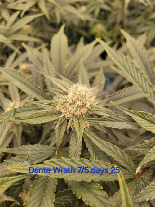 First run in new setup. Week 9 - DANTE WRATH by Clearwater from clone, gaining color and frost day 25