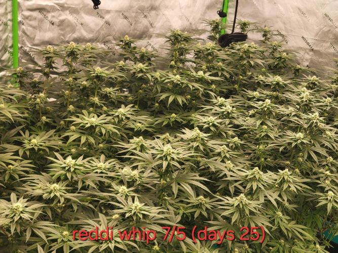 First run in new setup. Week 9 - 12 reddi whip from clone