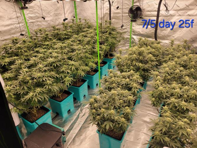 First run in new setup. Week 9 - 12 resdi whip(left) behind on flower, 10 dante wrath(right) going strang