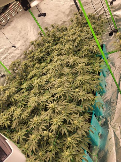 First run in new setup. Week 10 - 12 reddi whip looking thick.