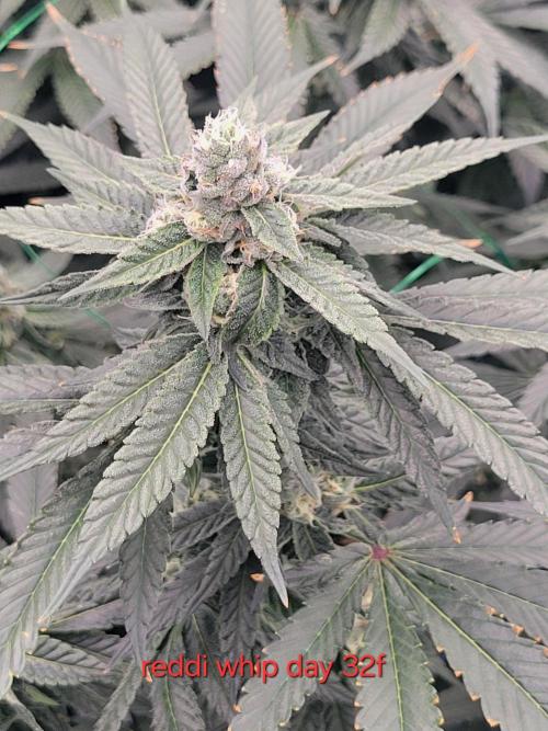 First run in new setup. Week 10 - The only 1 plant of reddy whip that is bulking rest are behind a week.