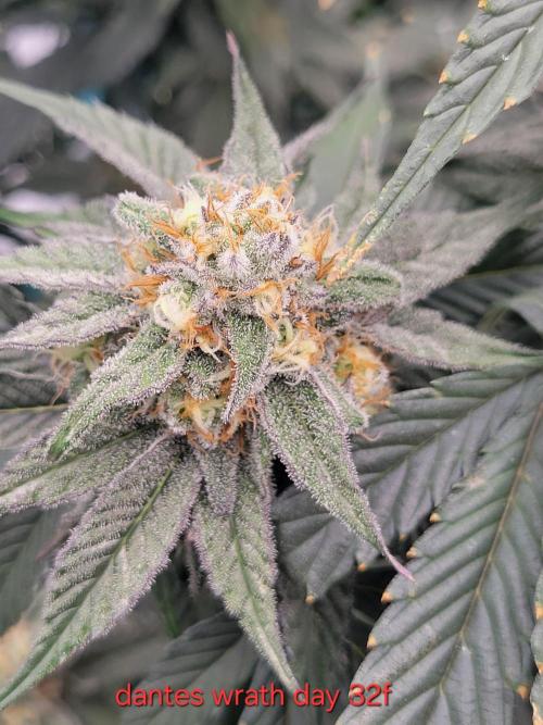 First run in new setup. Week 10 - Beautiful 5 week dantes wrath. Cant wait to see the finish line