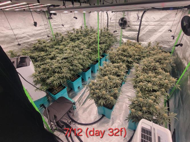 First run in new setup. Week 10 - Whole room 12 reddy whip left, 10 dantes wrath right.