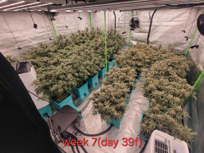 First run in new setup. Week 11 - 10x10 3200w 22 5 gallon sites 