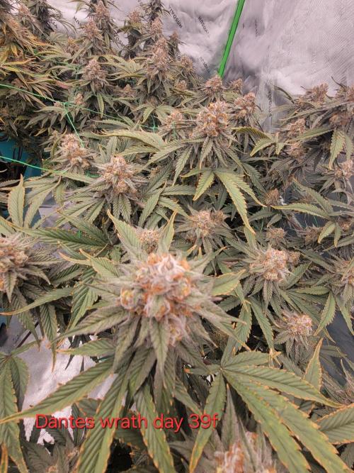 First run in new setup. Week 11 - Dantes wrath looking beautiful 