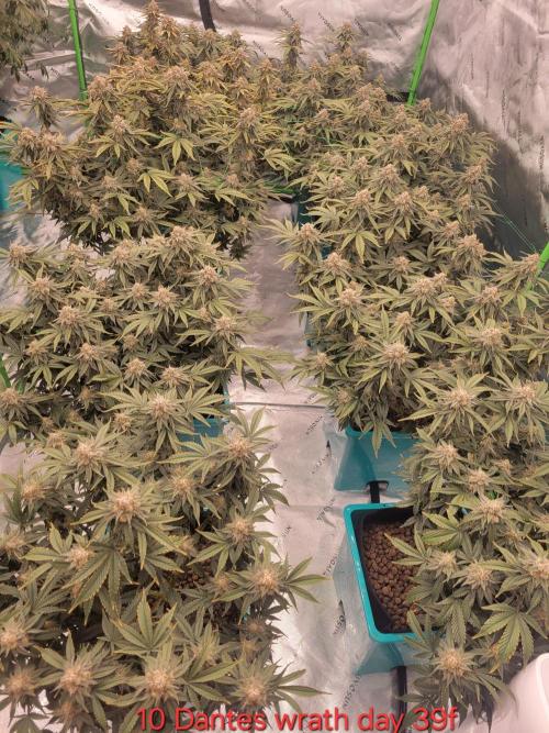 First run in new setup. Week 11 - 10 dantes wrath looking ready, 2 more weeks