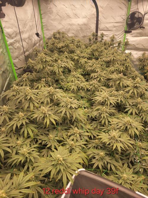 First run in new setup. Week 11 - 12 reddi whip. Need to bulk and frosting up might be 2 weeks behind schedule 