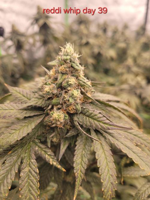 First run in new setup. Week 12 - Reddi whip lit farms from slone