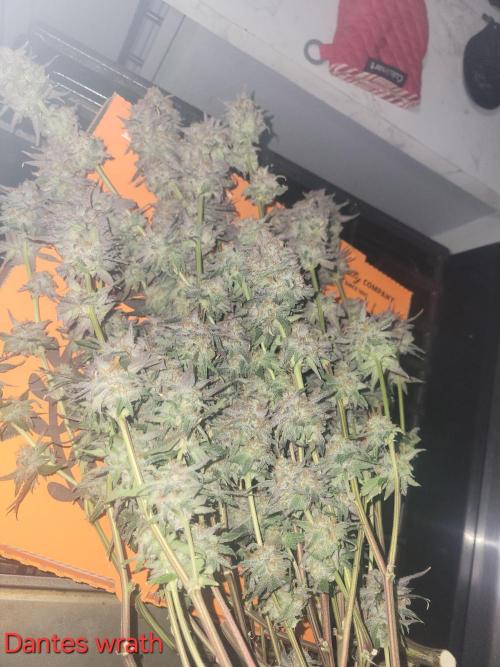 First run in new setup. Week 12 - Had to chop burnt dantes wrath