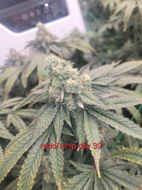 First run in new setup. Week 12 - Reddi whip lit farms
