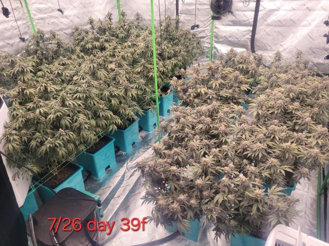 First run in new setup. Week 12 - Whole room day 39 flower