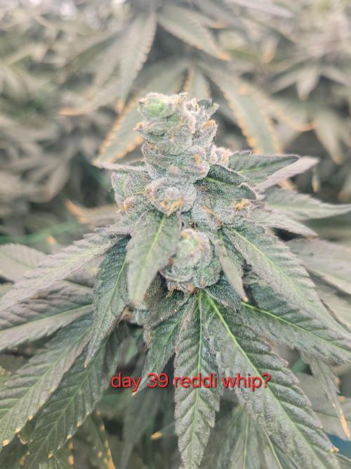 First run in new setup. Week 12 - Supost to be reddi whip... must got 1 random clone
