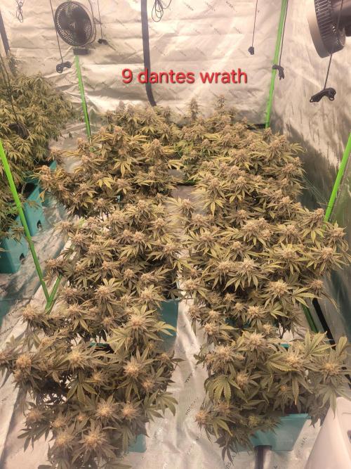 First run in new setup. Week 12 - 9 dantes wrath(one burned had to chop)