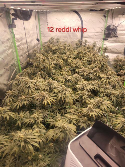 First run in new setup. Week 12 - 12 reddi whip (one random not sure it's reddi whip)