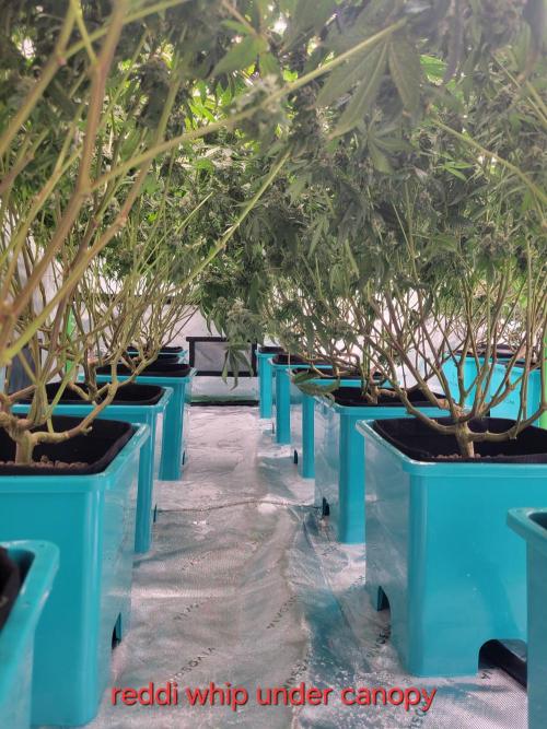 First run in new setup. Week 12 - Reddi whip under canopy