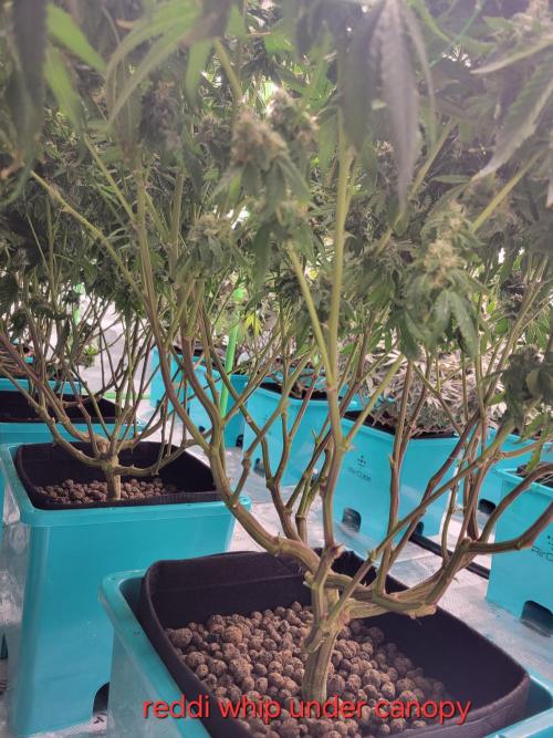 First run in new setup. Week 12 - Reddi whip under canopy