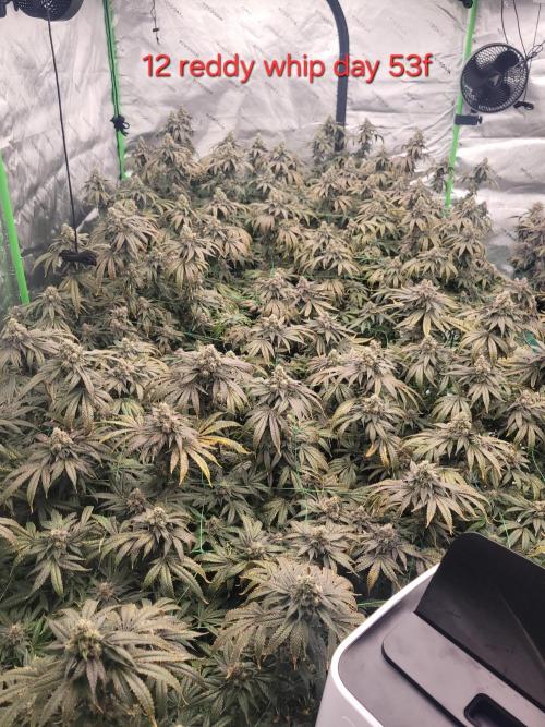 First run in new setup. Week 13 - Reddi whip 12