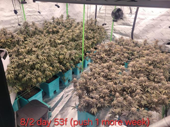 First run in new setup. Week 13 - Almost finished...