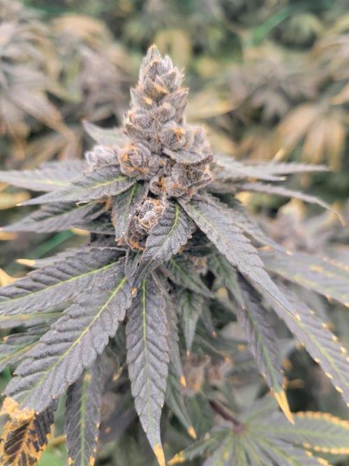 First run in new setup. Week 14 - Not sure what she is... supost to be readi whip by lit farms. No like other 11 c