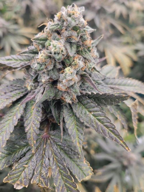 First run in new setup. Week 14 - Readi whip by lit farms. Frosting, purplish, bulked. Needs more frost. Another w