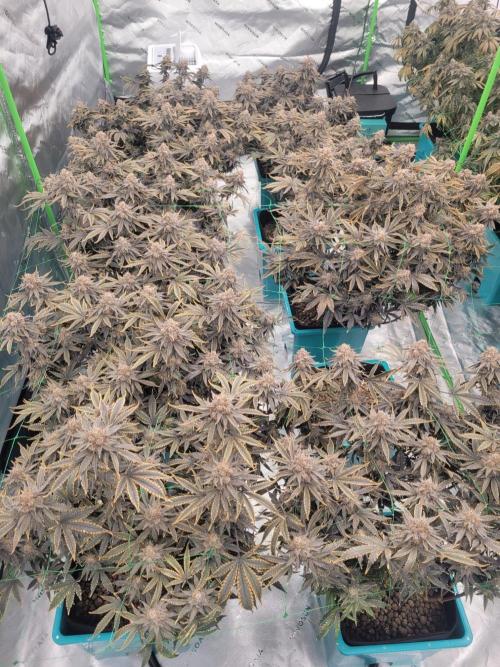 First run in new setup. Week 14 - Dantes wrath 9 of 10 plants